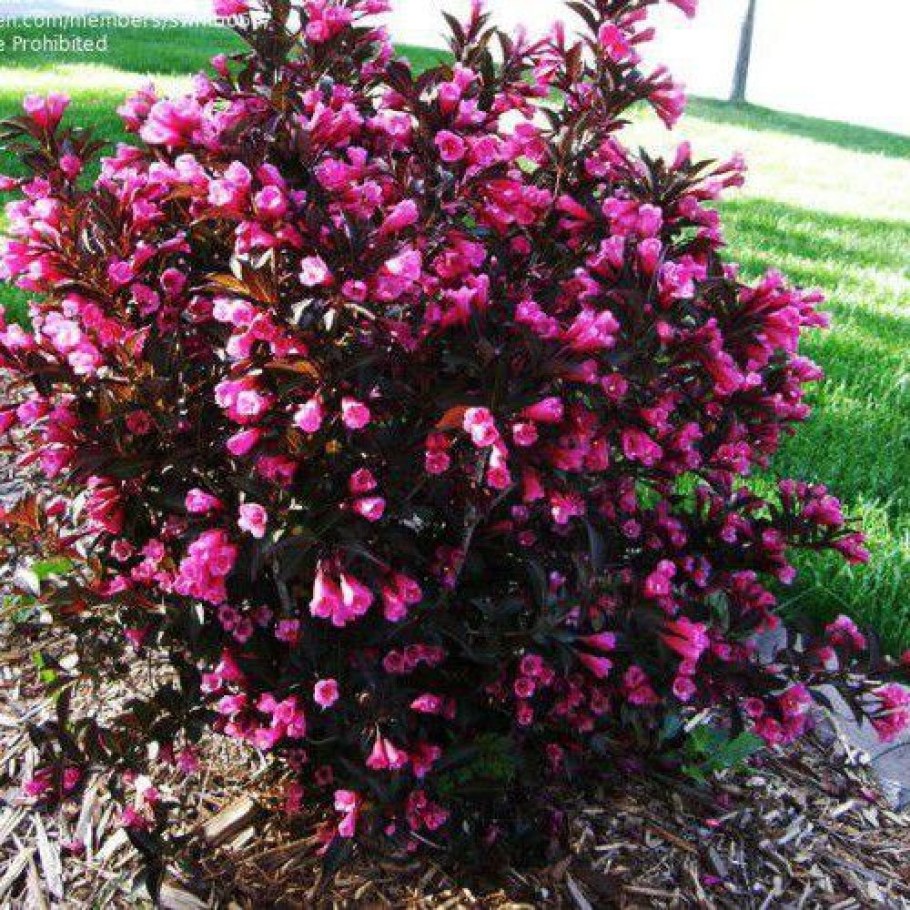 Вейгела Цветущая Нана Пурпуреа