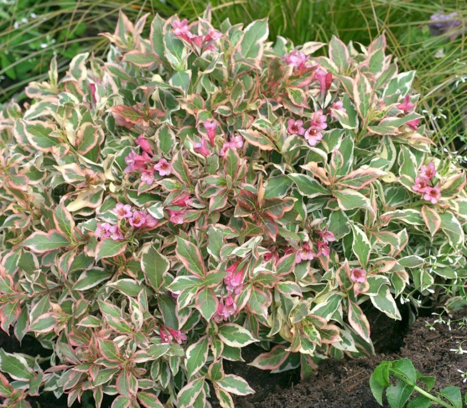 Вейгела Monet Verweig