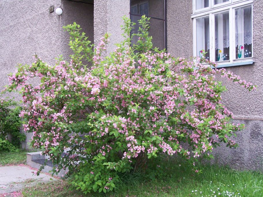 Вейгела дейция