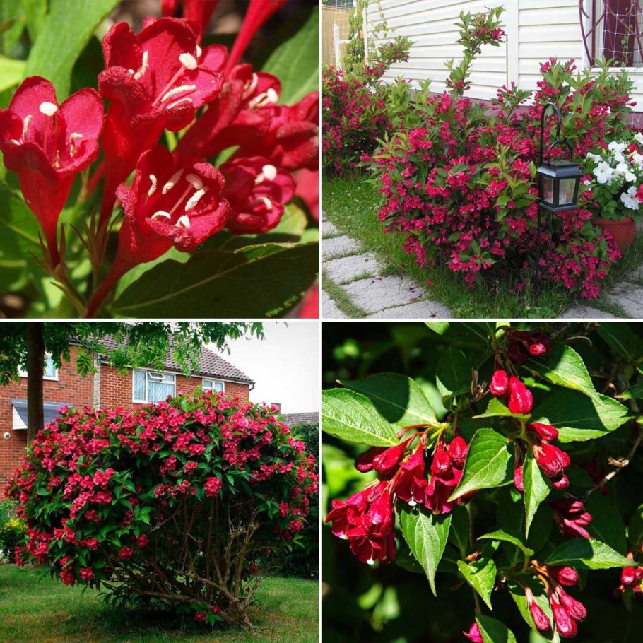 Вейгела Цветущая ева Ратке