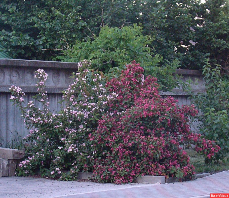 Вейгела карнавал