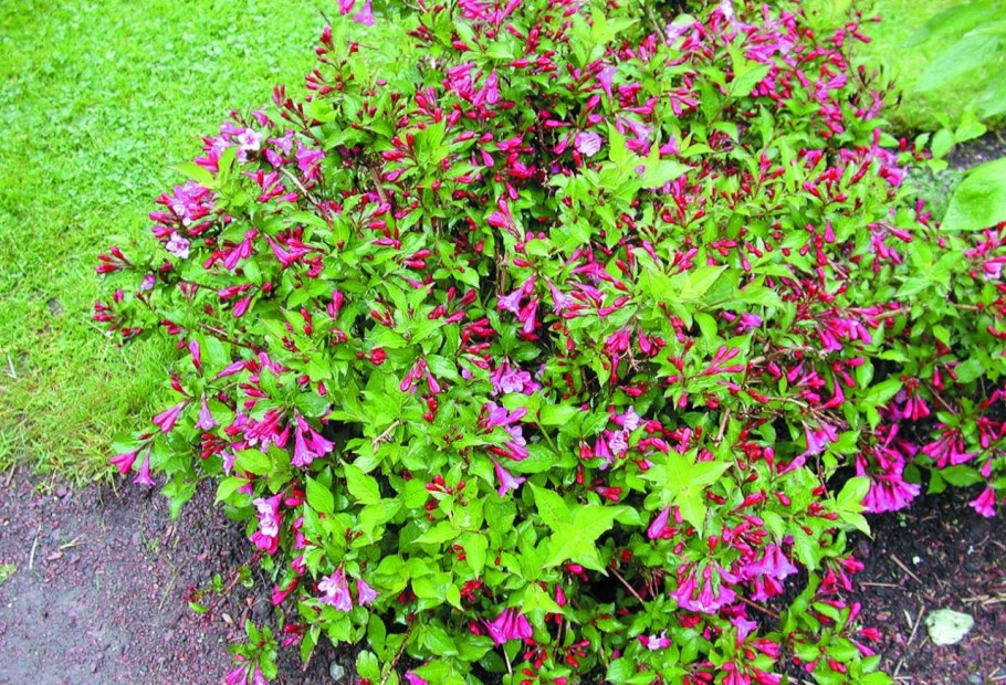 Вейгела Боскоп Глори