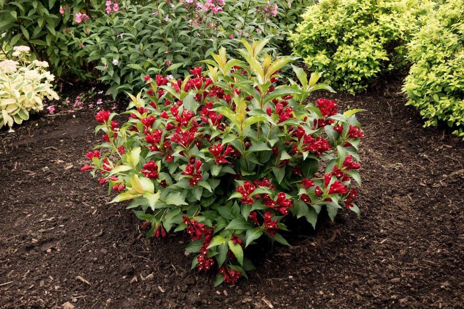 Вейгела кустарник ева Ратке