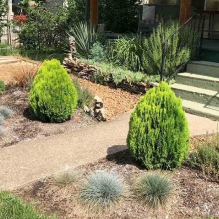 Коника Вариегата