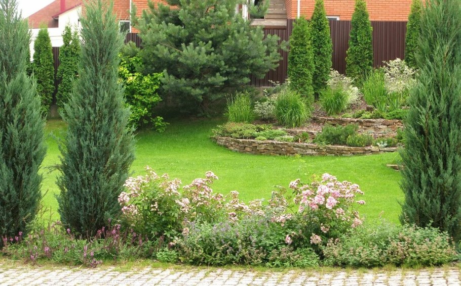 Туя Блю Эрроу