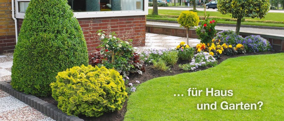 Туя Даника на клумбе