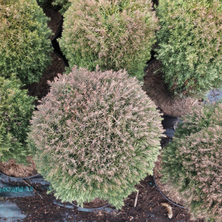 Туя Западная шаровидная Тедди