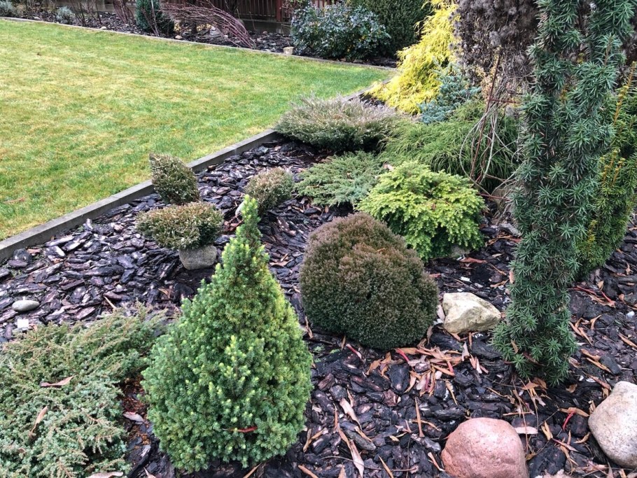 Почему туя Тедди разваливается