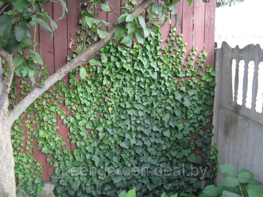Плющ вечнозеленый (Hedera).