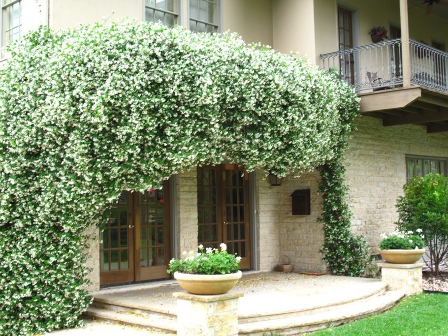 Жасмин ампельный уличный