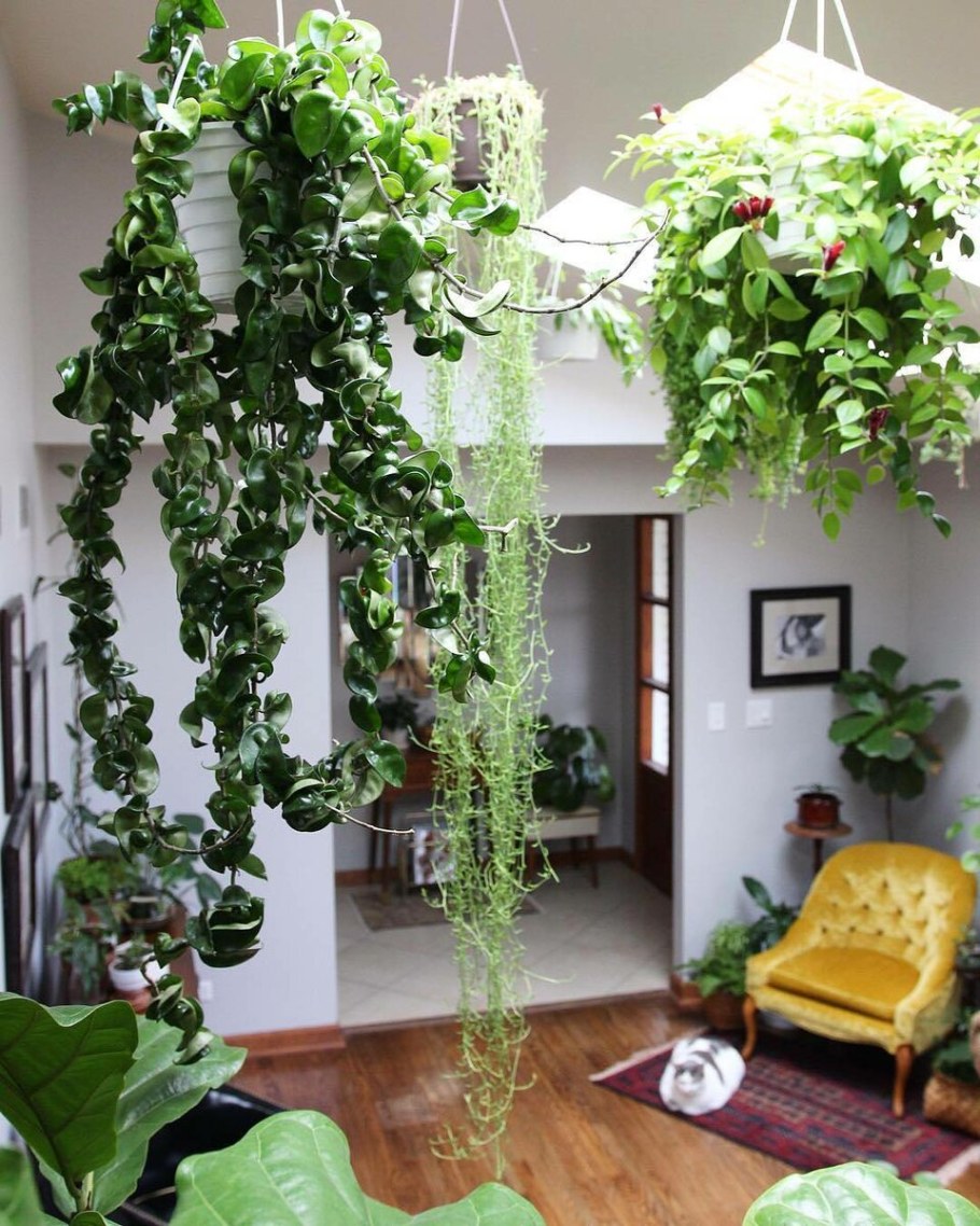 Плющ ампельный живой