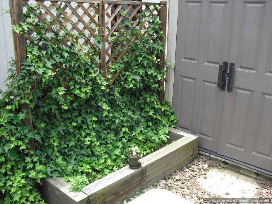 Плющ вечнозеленый уличный