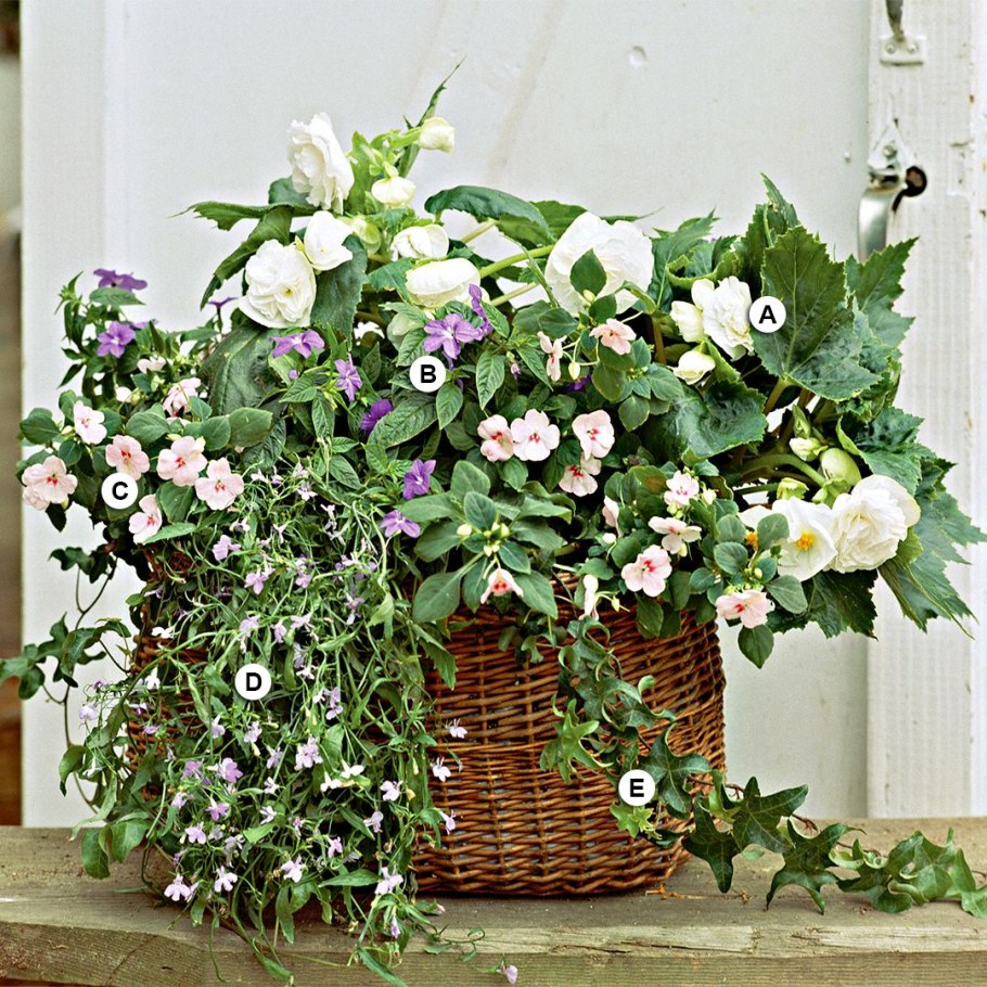 Бальзамин валлера микс, кашпо