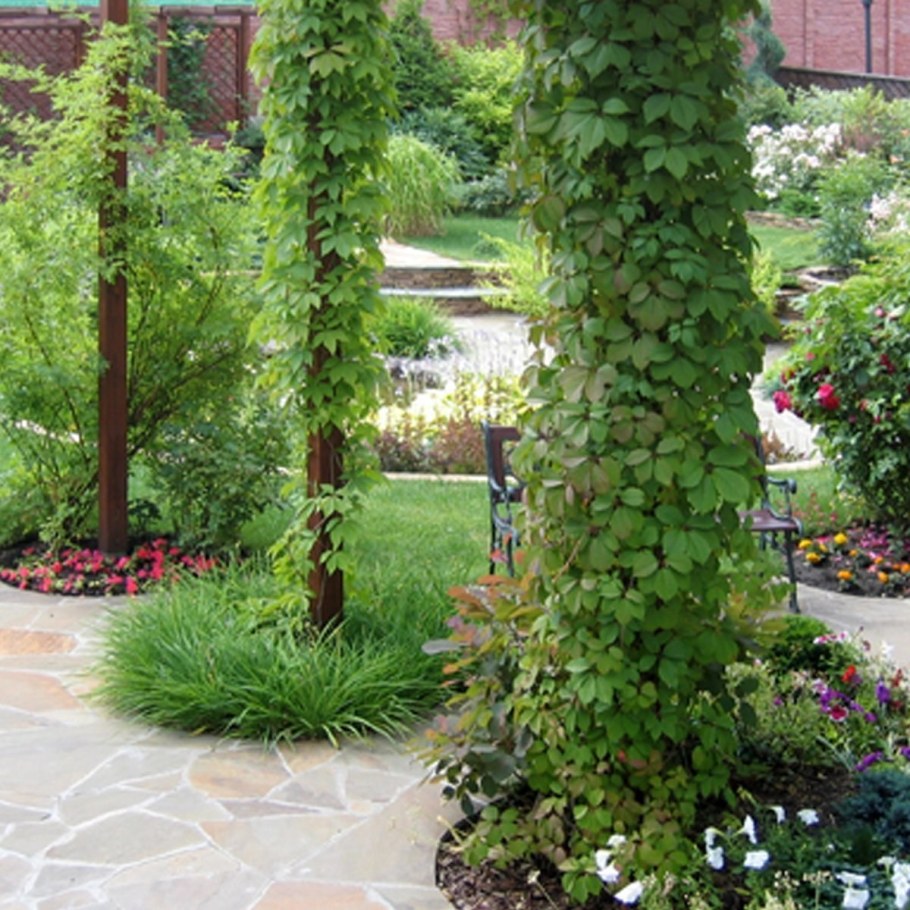 Арка вертикальное Озеленение жимолость