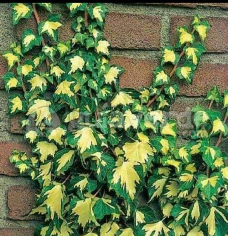 Плющ вечнозеленый (Hedera).