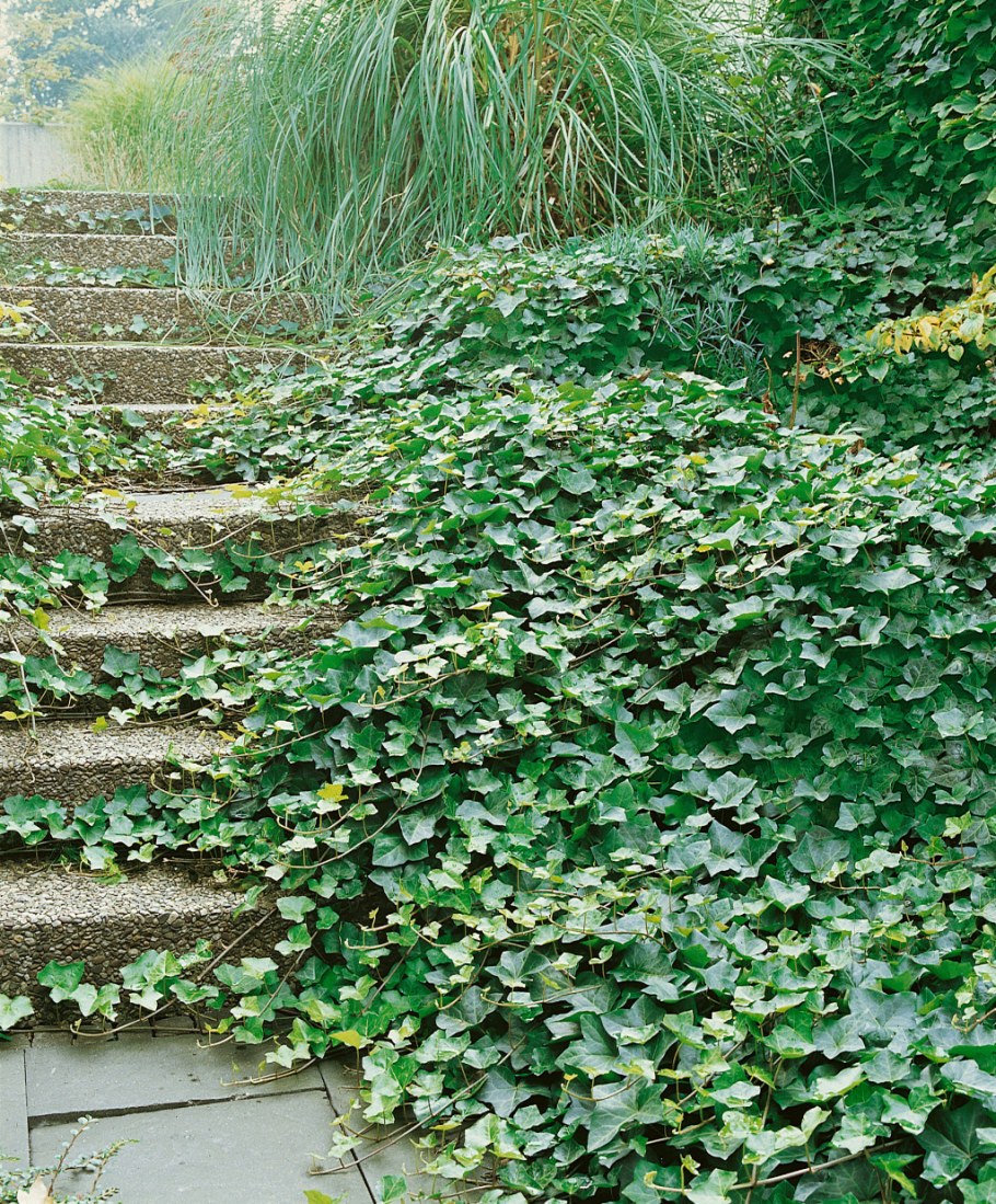 Плющ вечнозеленый (Hedera).