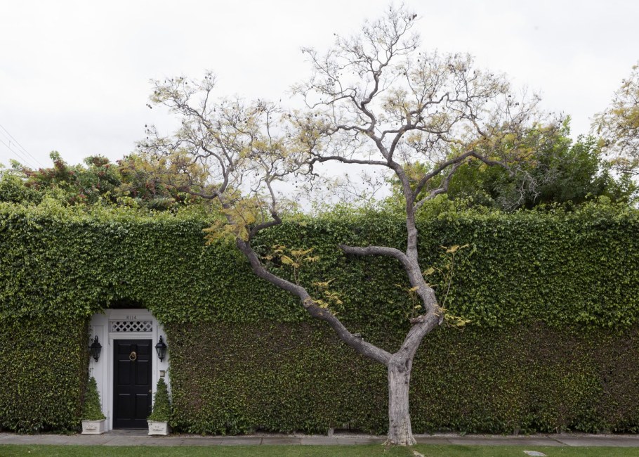 Плющ на доме