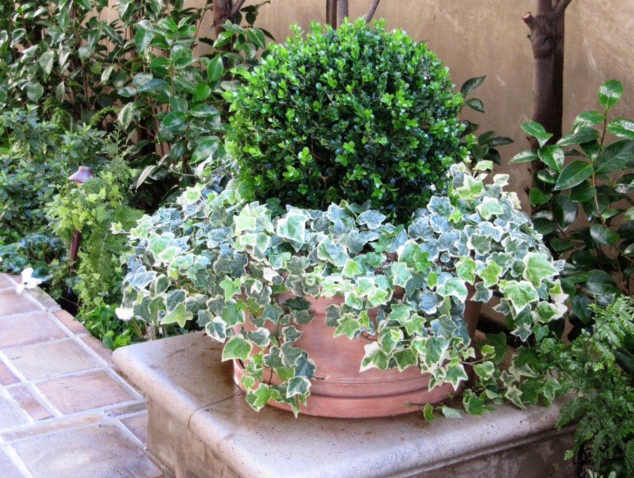 Плющ ампельный