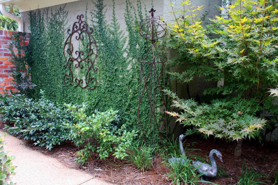 Плющ Голдхарт