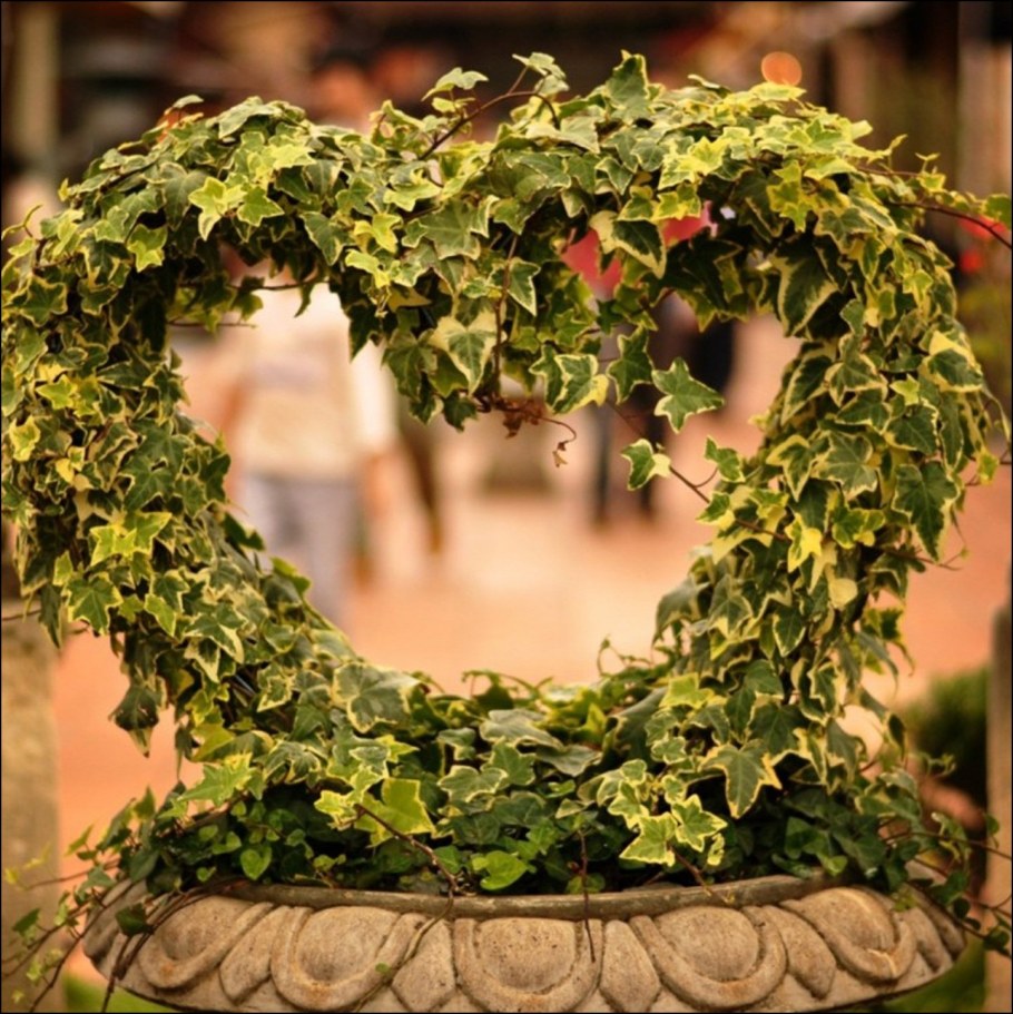 Плющ вечнозеленый (Hedera).