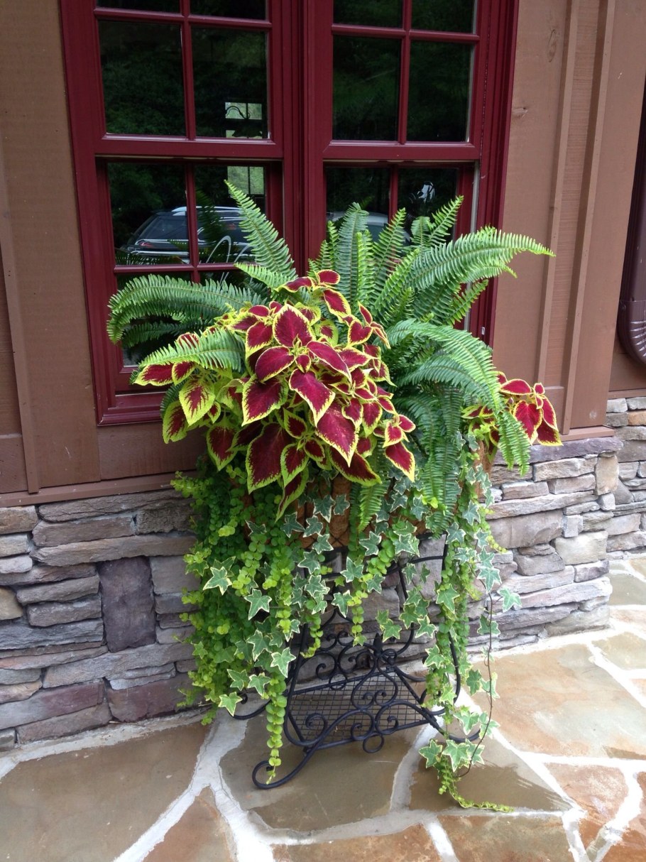 Дихондра с колеусом