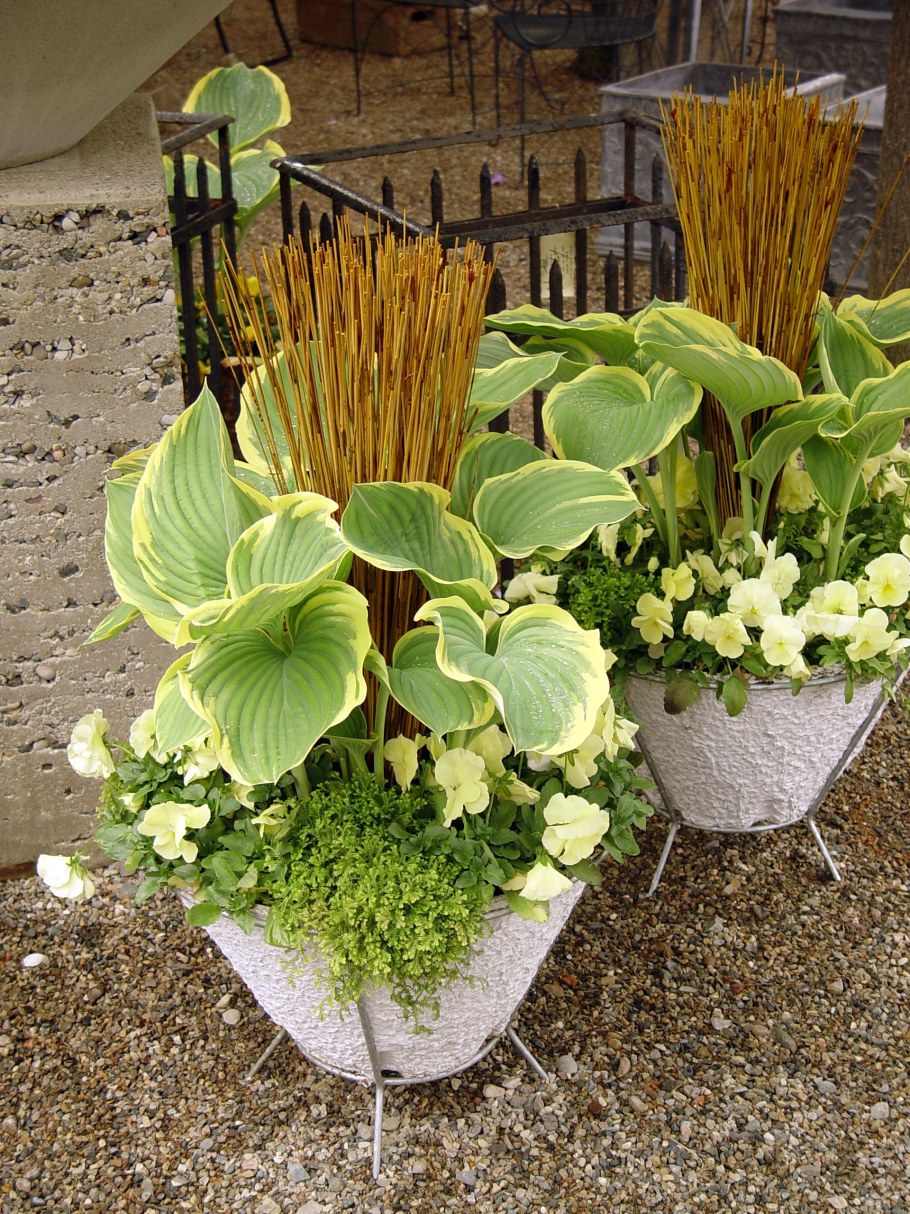 Хоста горшечная