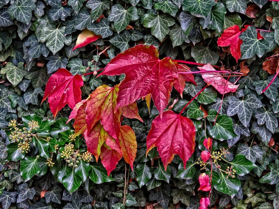 Плющ Хедера уличный