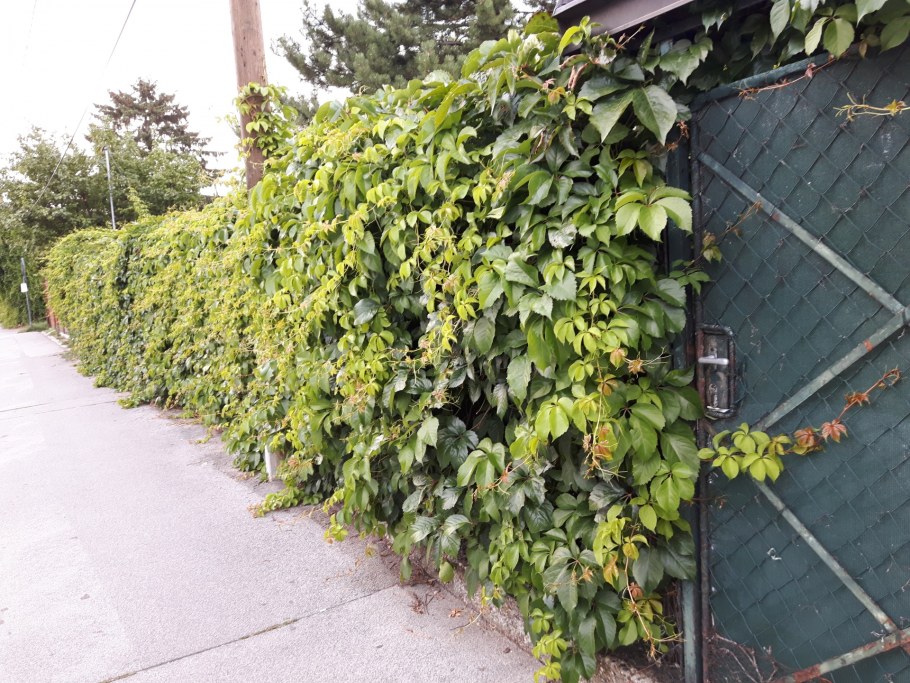 Ежевика как плющ