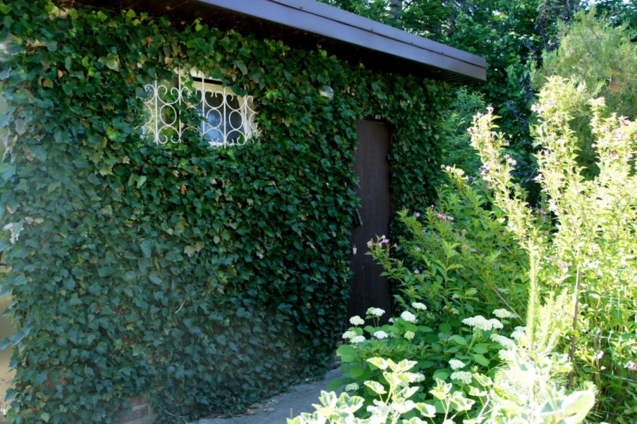 Лиана вечнозелёная морозостойкая