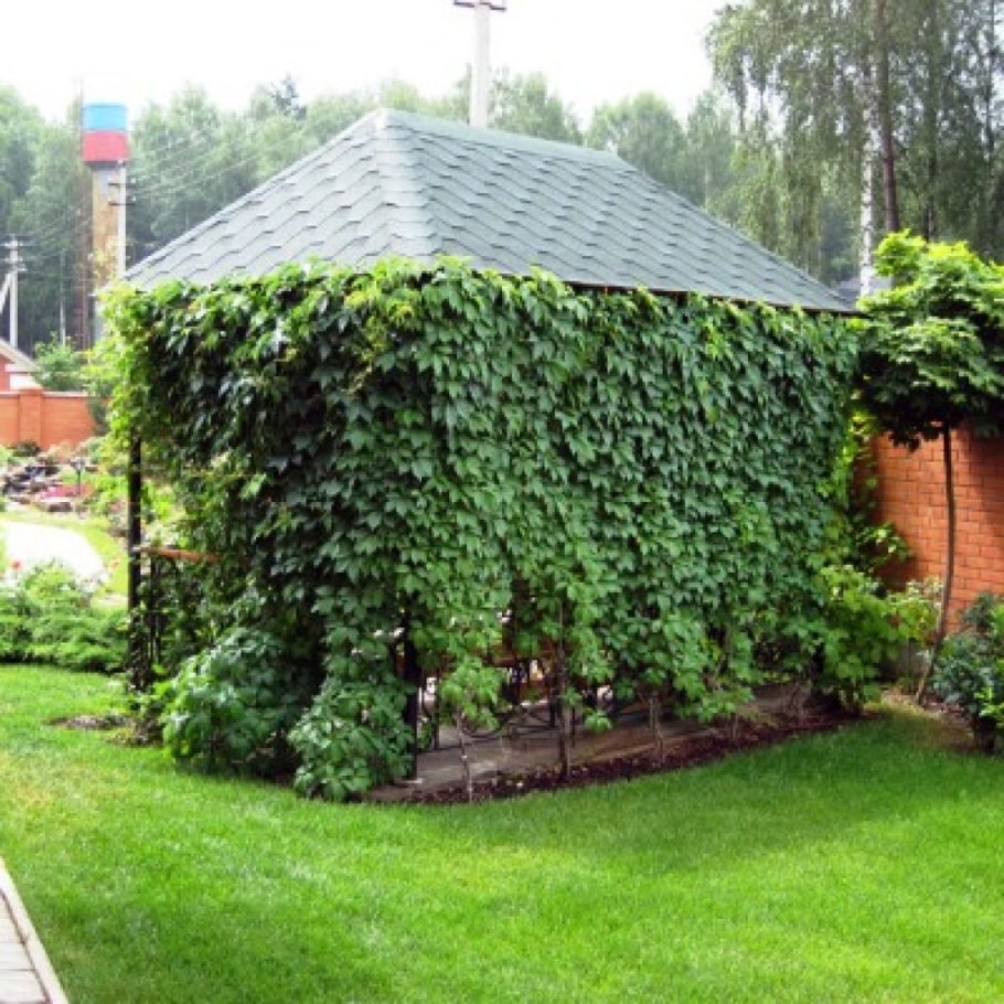 Живая изгородь (виноград + плющ) (Аэлита)