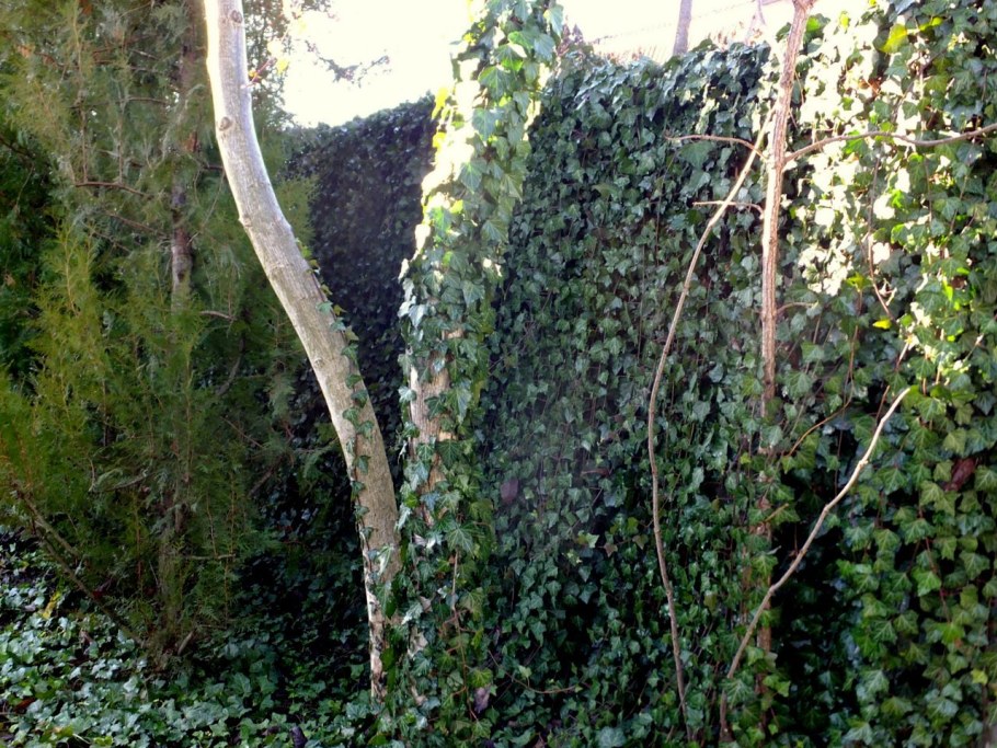 Плющ Канарский