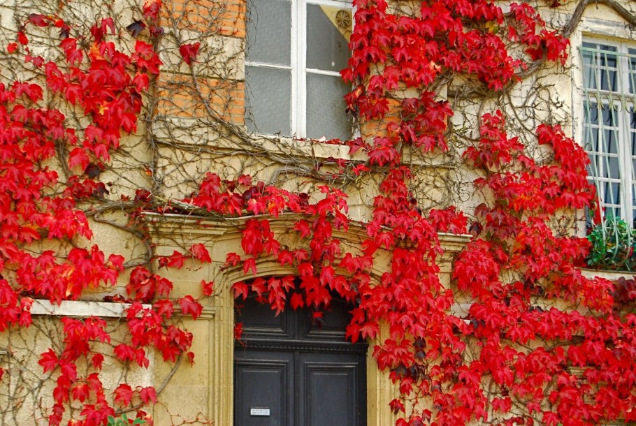 Плетучка дикий виноград