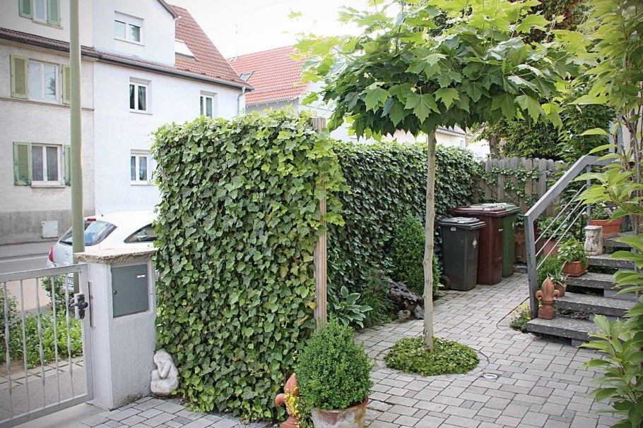 Плющ Хедера Хеликс