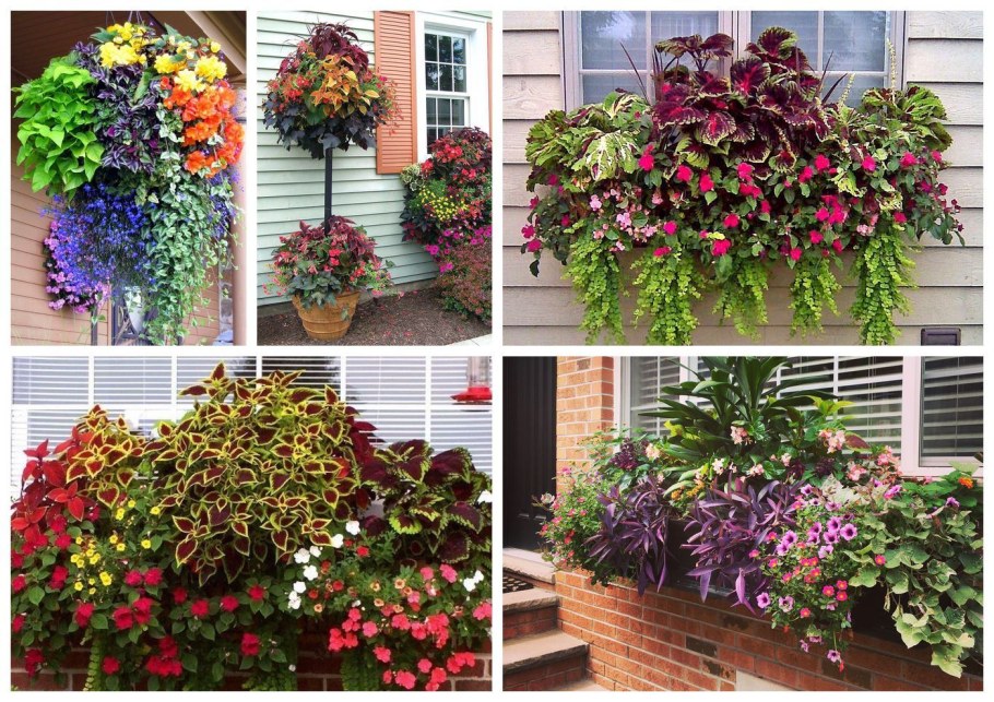 Петунии, бегонии и колеусы