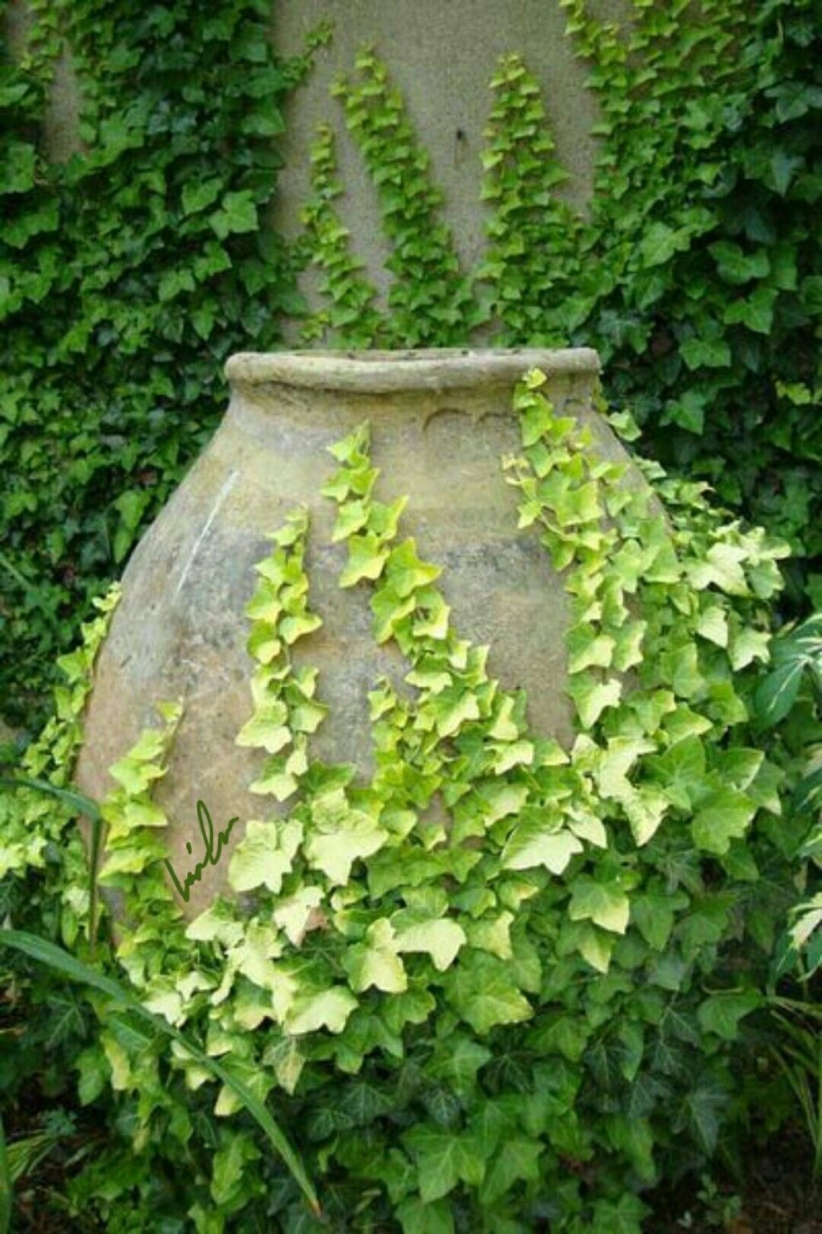 Плющ(Hedera Helix) Живая изгородь