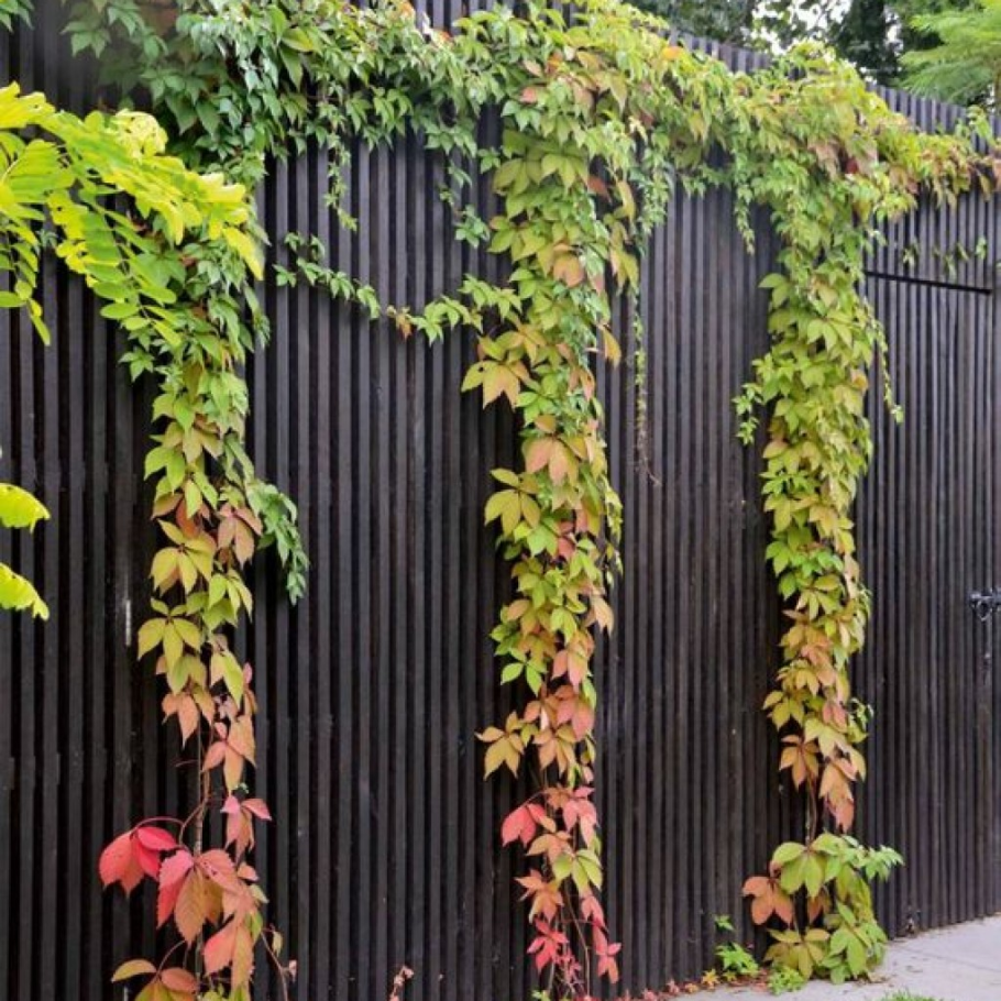 Плющ древогубец