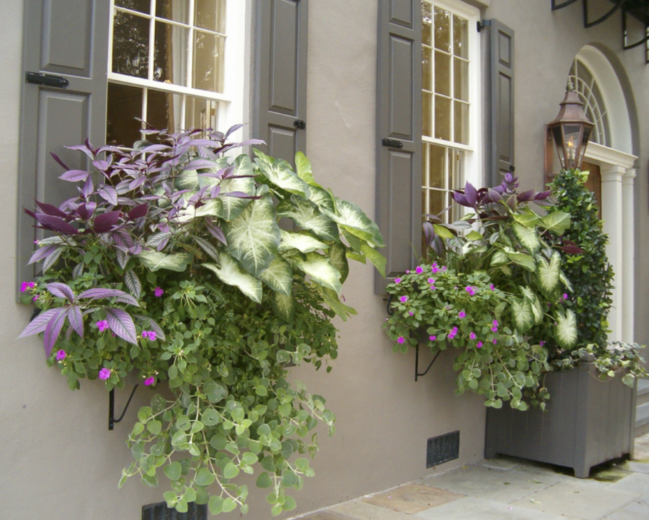 Плющ Хедера на балконе