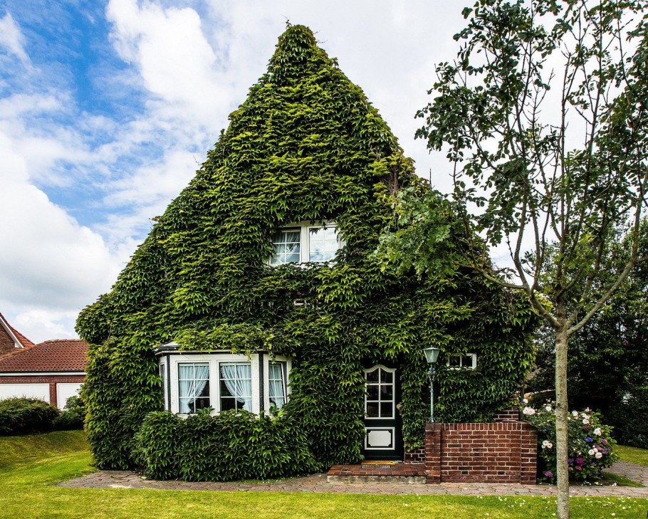 Плющ дачный