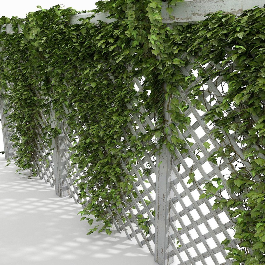 Плющ вечнозеленый (Hedera).