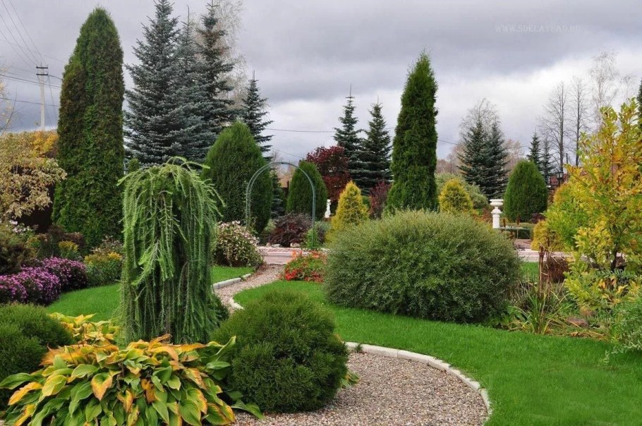 Туя Даника Ауреа