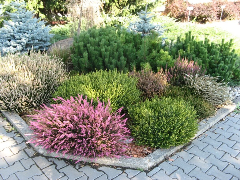 Цветущий можжевельник Вереск