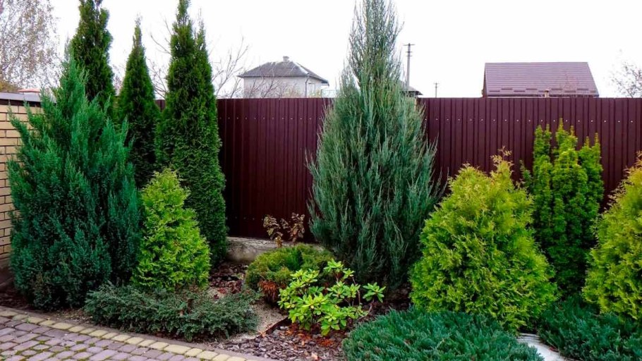 Можжевельник Блю Эрроу с туей Смарагд