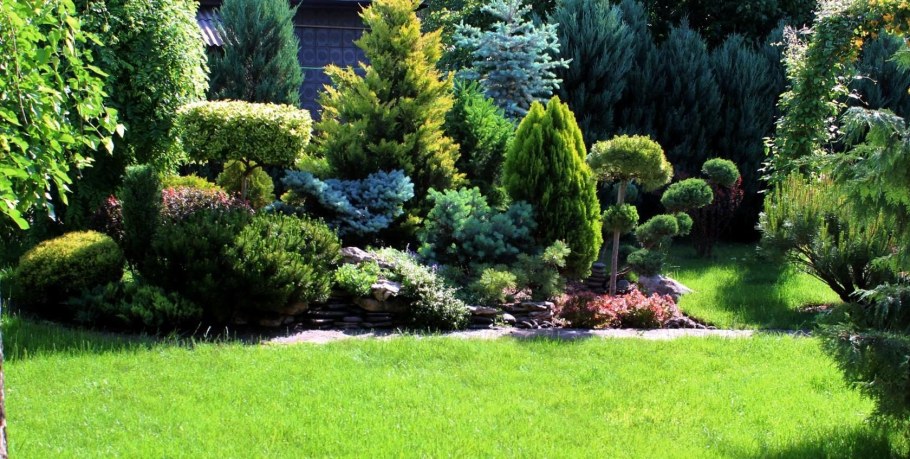 Миксбордер с горной сосной