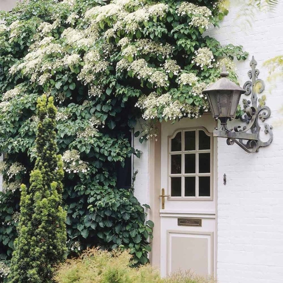 Гортензия черешковая (Hydrangea petiolaris)