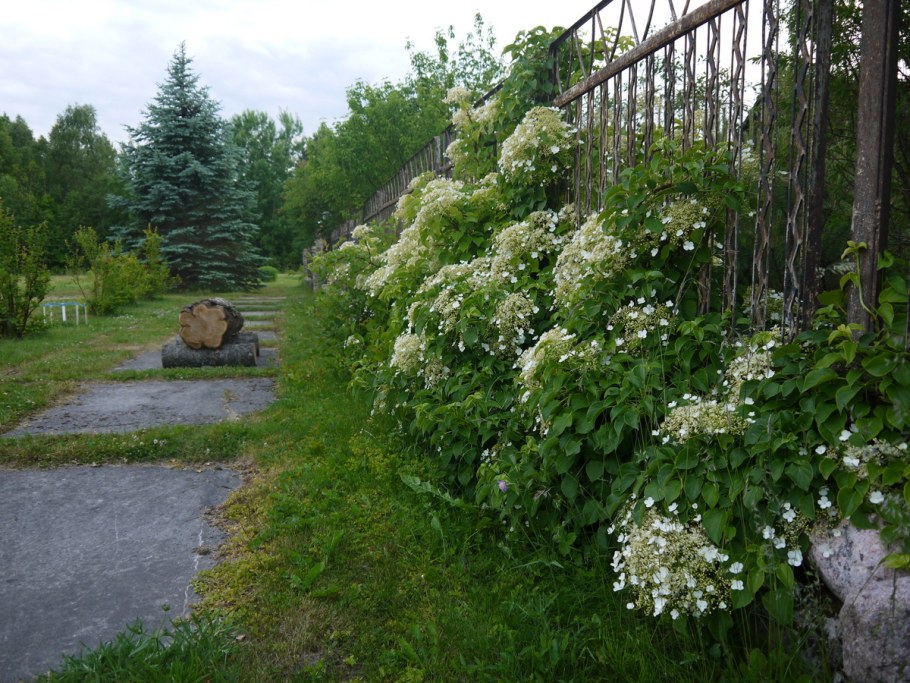 Гортензия Лиана черешковая
