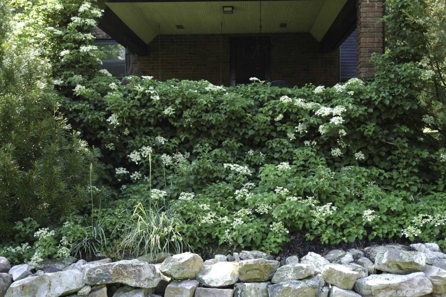 Гортензия плетистая черешковая