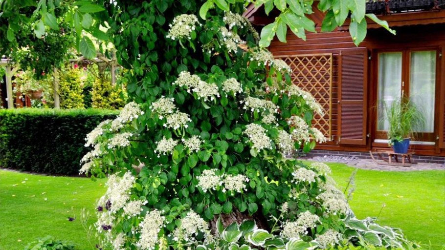 Гортензия anomala petiolaris