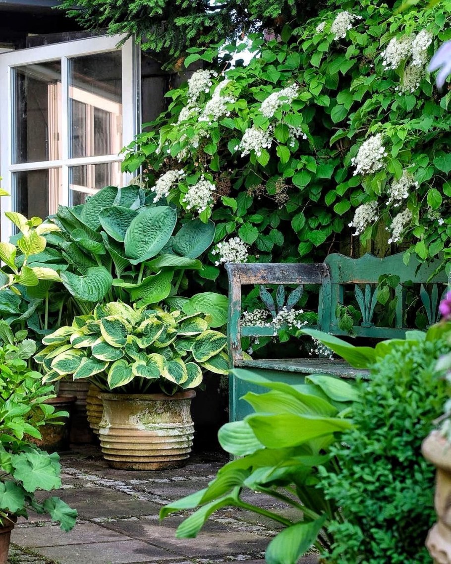 Гортензия черешковая вьющаяся