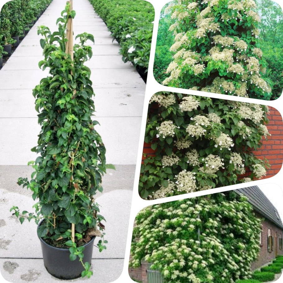 Гортензия черешковая Сильвер ЛИНИНГ