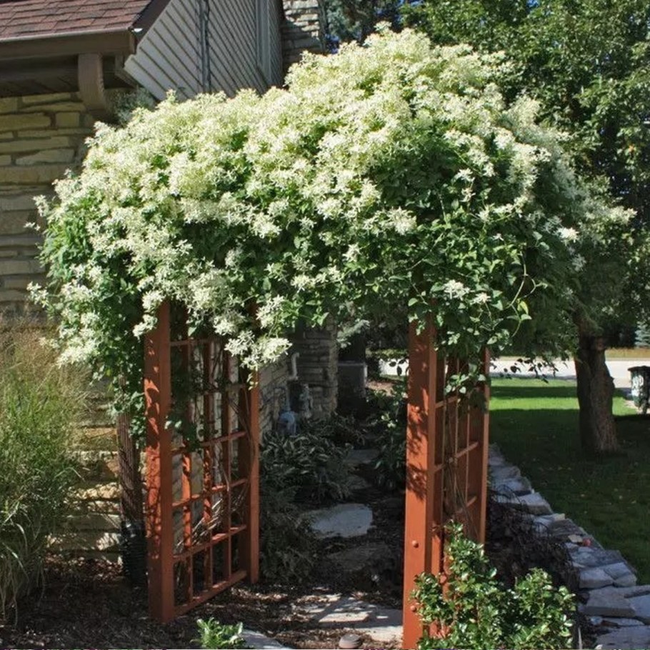 Клематисы фаргезиоидес